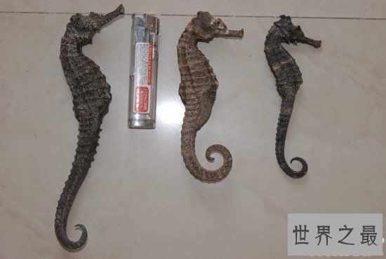 世界上最大的海马,巨型海马长达0.34米