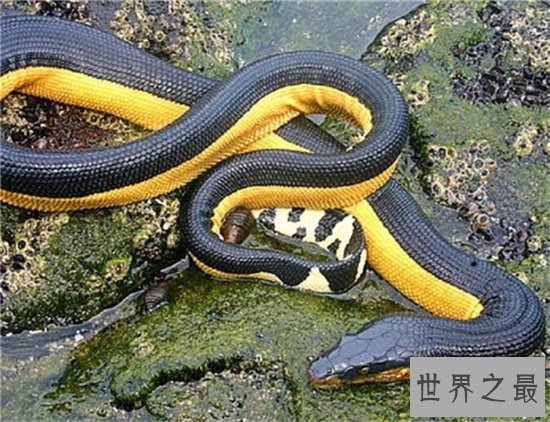 世界上最毒的蛇贝尔彻海蛇长达3米 一口毒液杀死一千人