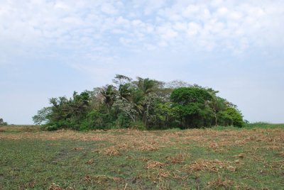 ​发现亚马孙地区居民1万多年前就已开始种植植物的证据