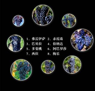 ​赤霞珠干红和设拉子干红(什么叫设拉子干红)