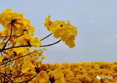 ​法国风铃谷干红葡萄酒(法国风铃花)