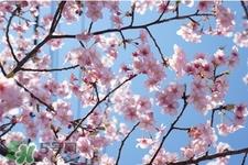 清明节可以说节日快乐吗?清明节能说节日快乐吗? 清明节可以说节日快乐吗?清明节能说节日快乐吗?