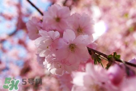 清明节可以说节日快乐吗?清明节能说节日快乐吗? 清明节可以说节日快乐吗?清明节能说节日快乐吗?