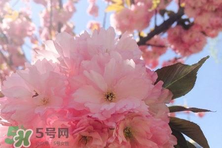 植树节怎样种树?植树节种植的方法及步骤 植树节怎样种树?植树节种植的方法及步骤