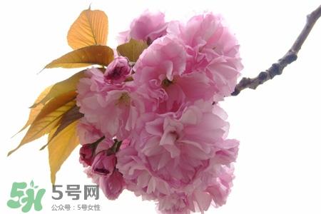 植树节怎样种树?植树节种植的方法及步骤 植树节怎样种树?植树节种植的方法及步骤