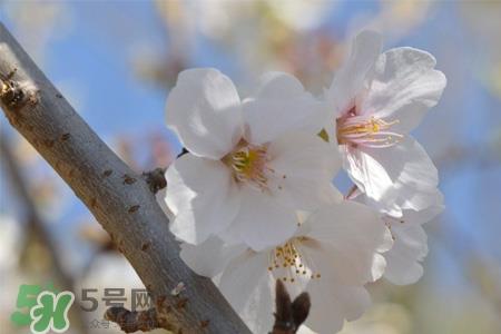 植树节怎样种树?植树节种植的方法及步骤 植树节怎样种树?植树节种植的方法及步骤