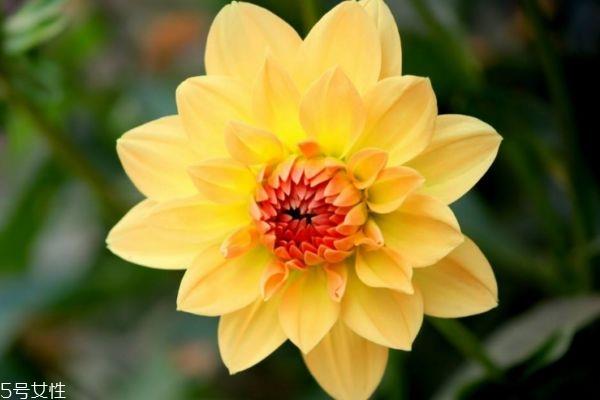 什么是小丽花呢 小丽花有什么作用呢 什么是小丽花呢 小丽花有什么作用呢