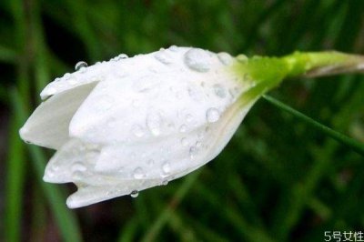 ​葱莲是一种什么植物呢 葱莲的作用有什么呢
