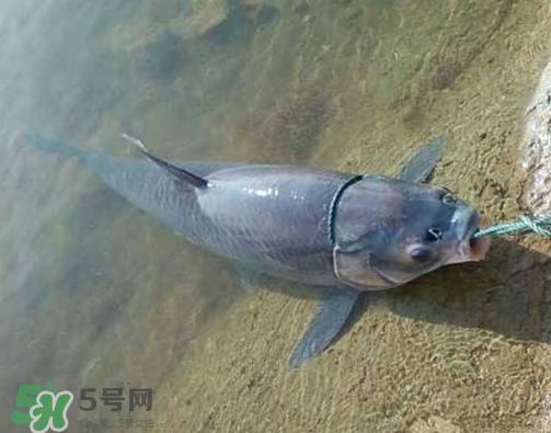 青鱼怎么钓?钓青鱼用什么饵料最好? 青鱼怎么钓?钓青鱼用什么饵料最好?