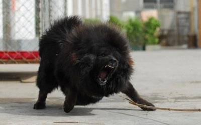 ​如何教会藏獒幼犬上下楼梯