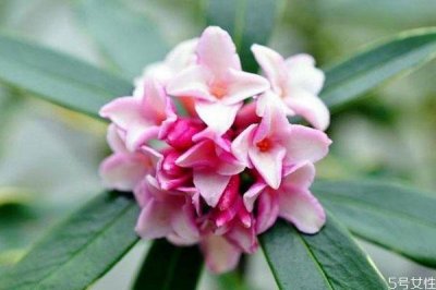 ​什么是瑞香花呢 瑞香花有什么作用呢