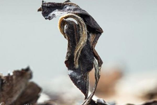 老白茶能泡几泡 老白茶喝多了有什么坏处 老白茶能泡几泡 老白茶喝多了有什么坏处