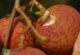 荔枝王的产地是哪里？荔枝王产地在哪儿