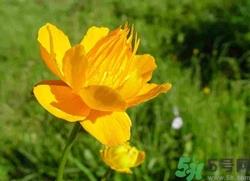 金莲花怎么泡水喝?金莲花泡水喝的功效与作用