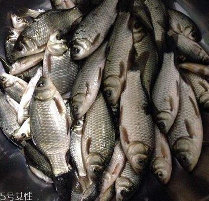 鲫鱼是发物吗 属于发物