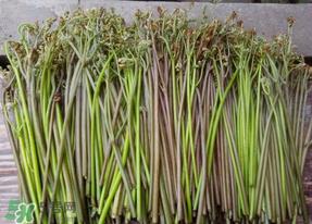 蕨菜是什么菜？蕨菜是什么？