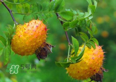 ​刺梨怎么吃？刺梨正确吃法