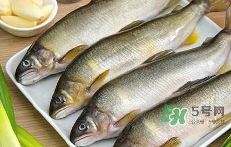 鲥鱼与香鱼怎么区分？鲥鱼与香鱼的区别