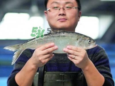 ​鲥鱼与香鱼怎么区分？鲥鱼与香鱼的区别