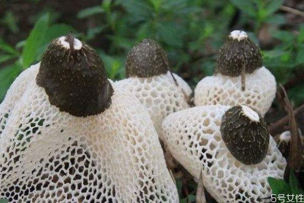 竹荪应该怎么吃呢 竹荪不能和什么一起吃呢