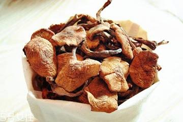 榛蘑多久能成熟?榛蘑的成熟期 榛蘑多久能成熟?榛蘑的成熟期
