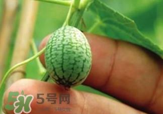 迷你拇指西瓜怎么种?迷你西瓜种植方法 迷你拇指西瓜怎么种?迷你西瓜种植方法