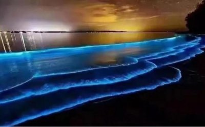 ​网络上的蓝眼泪到底是什么 海边蓝眼泪真的是鬼火吗