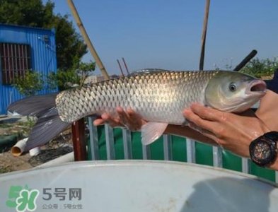 ​脆肉鲩怎么读？脆肉鲩怎么做好吃