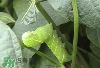 ​豆丹如何宰杀啊？豆丹可以室内养殖吗？