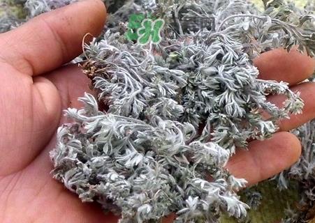 白蒿的营养价值_白蒿的功效与作用及食用方法