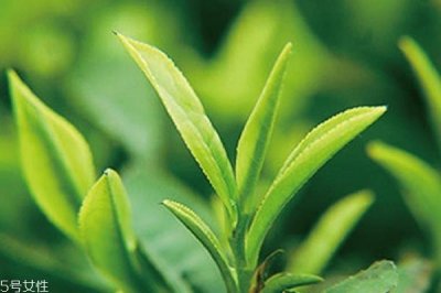 ​绿茶为什么不能用开水 2个主要原因