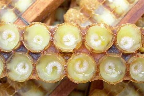月经期可以吃蜂王浆吗 适量食用有好处