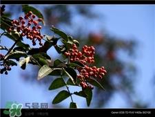 花椒树的种植方法 花椒树种植 花椒树的种植方法 花椒树种植