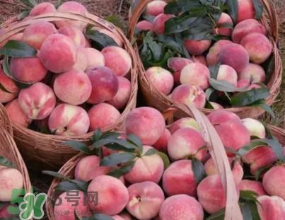 脆桃和软桃哪个好吃？脆桃跟软桃有什么区别？