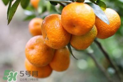​沙糖桔一天吃几个最好？沙糖桔每天吃多少合适？