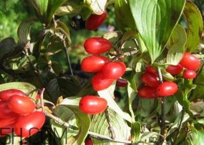 ​山茱萸可以泡水喝吗 山茱萸怎么去核