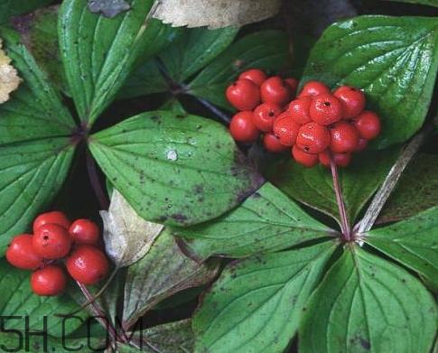 山茱萸可以泡水喝吗 山茱萸怎么去核