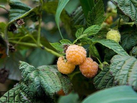 树莓什么时候种植 树莓种植时间