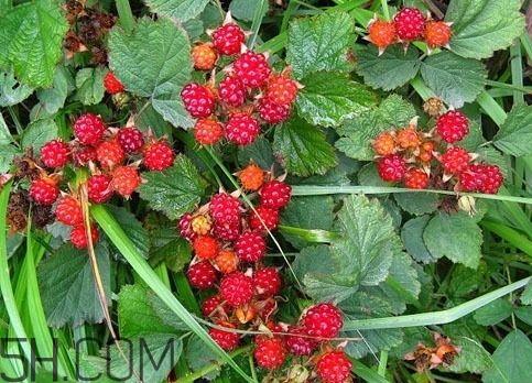 树莓什么时候种植 树莓种植时间