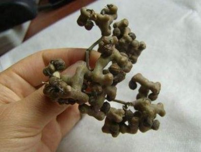 ​拐枣什么时候成熟？拐枣是什么样的呀