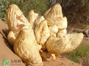 锁阳和肉苁蓉一起泡酒可以吗？肉苁蓉和锁阳的区别