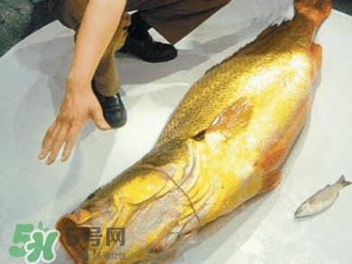 黄唇鱼为什么那么有价值？黄唇鱼的价值