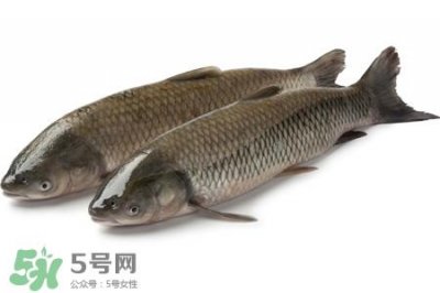 ​草鱼能生吃吗？草鱼可以直接生吃吗？