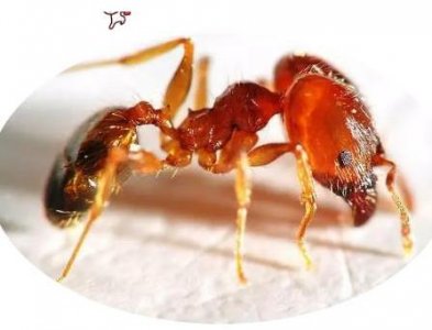 ​孕妇可以吃酸蚂蚁吗 酸蚂蚁的吃法