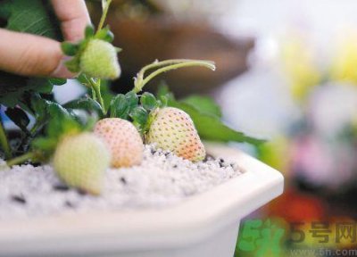 ​菠萝莓哪里有卖的?菠萝莓在哪里可以买?