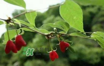 ​杈杷果怎么吃？杈杷果食用方法