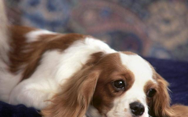 查理士王小猎犬的来历,狗狗脱毛原因,如何处理脱毛的方法