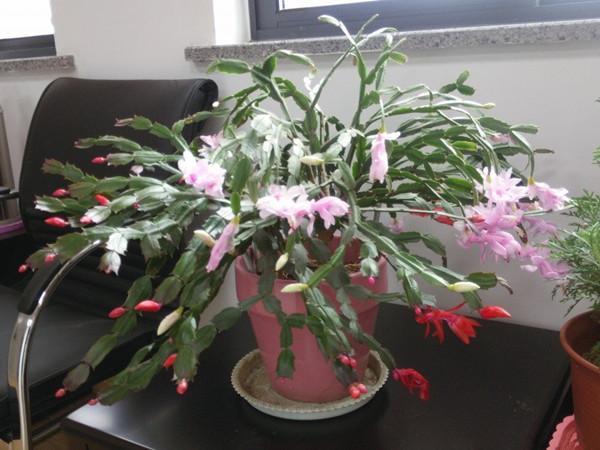 最会开花的仙人掌，花期长达半年，丢进土里就能活，漂亮又好养
