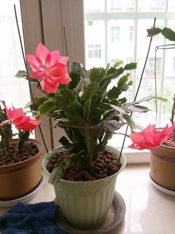 最会开花的仙人掌，花期长达半年，丢进土里就能活，漂亮又好养