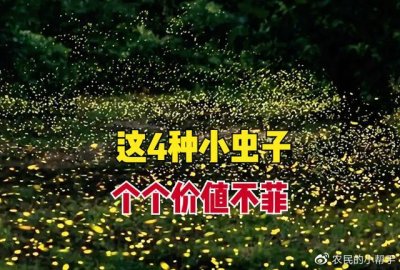 ​农村常见的4种“小虫子”，有些值上万，但很多人却无视，为啥？